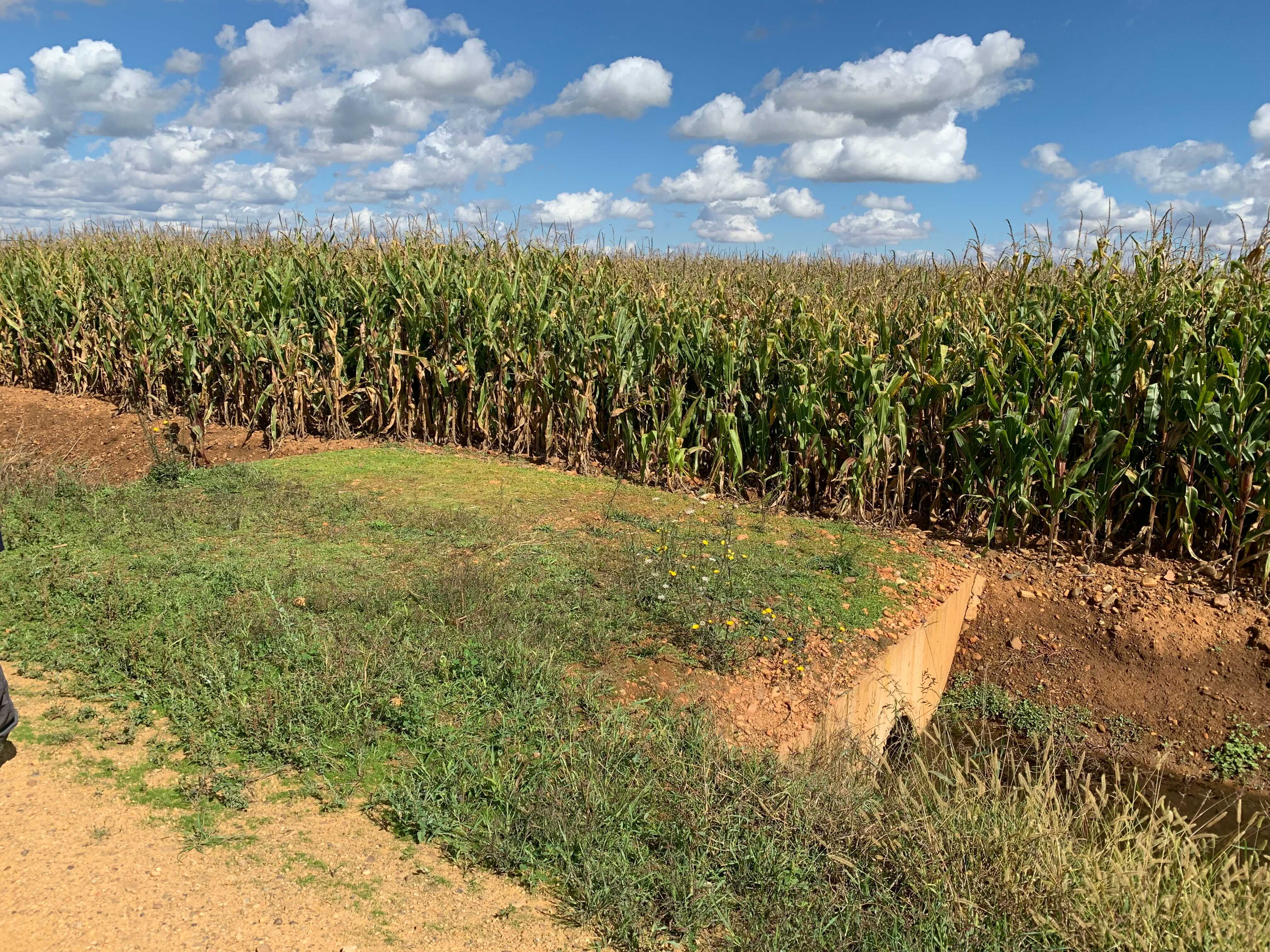 Photo du spot d’observation de backup pour l'équipe 6. C’est un champ de maïs avec des petits cumulus au dessus.